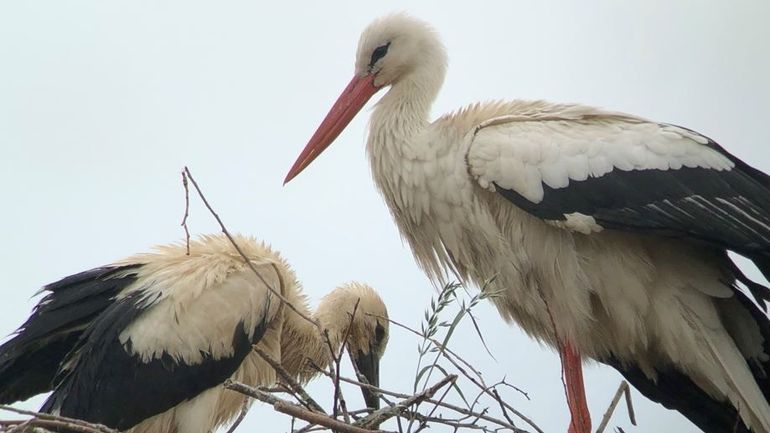 Oiseaux migrateurs et dérèglement climatique: une question d'apprentissage mais aussi de sélection naturelle