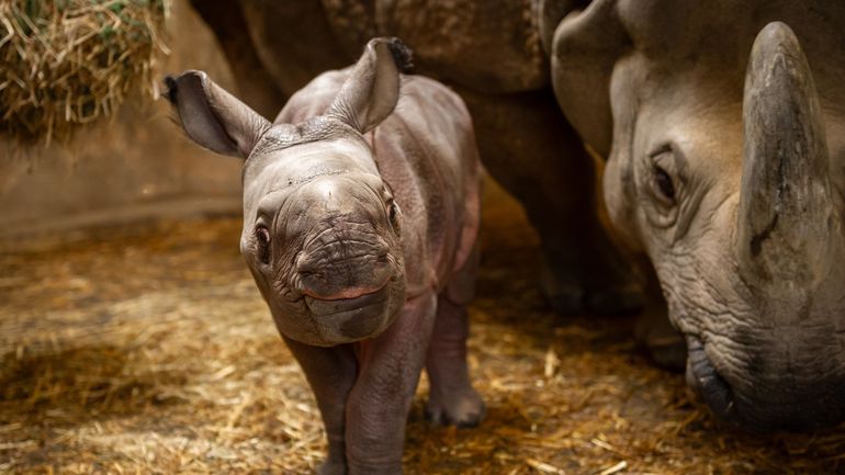Les naissances d'animaux rares dans les zoos : bonne ou mauvaise chose ?