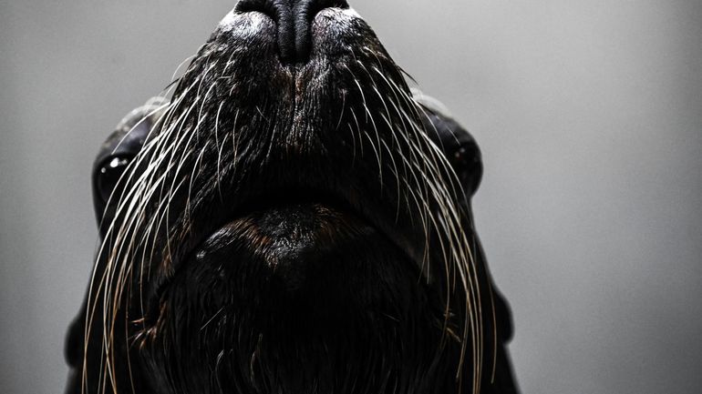 Biodiversité : au Mexique, une colonie d'otaries résiste au déclin de son espèce
