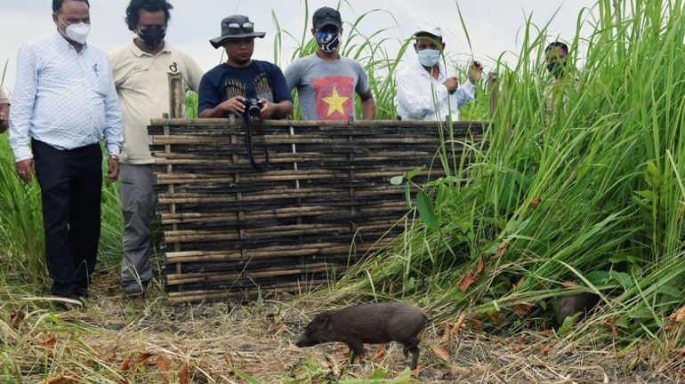 En Inde, une douzaine des plus petits porcs du monde relâchés dans la nature pour tenter de repeupler l'espèce
