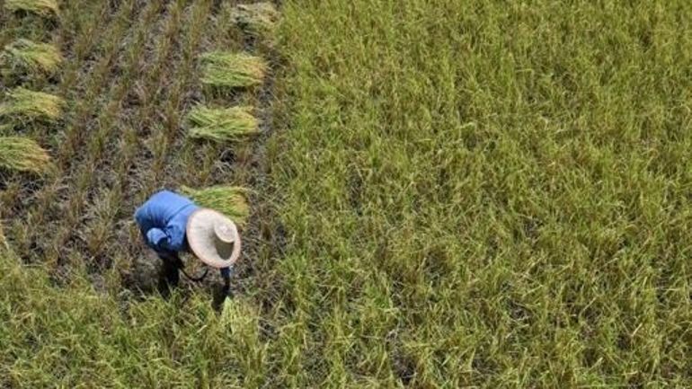 El Nino : en Asie du sud-est, le prix du riz atteint à son plus haut niveau depuis deux ans