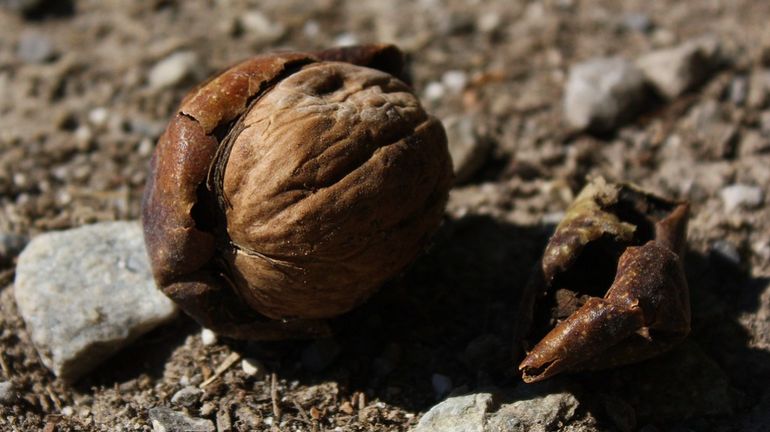 Les noix peuvent être dangereuses pour votre animal domestique
