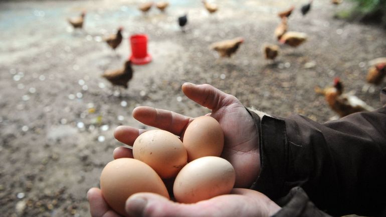 Invitation officielle à ne plus consommer les oeufs du poulailler dans treize communes wallonnes