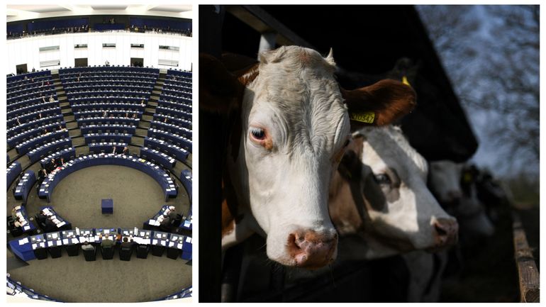 Europe et émissions polluantes : les élevages bovins échappent aux règles sur les nuisances industrielles