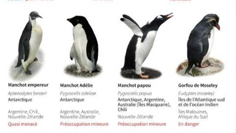 Antarctique : en raison de la fonte accélérée de la banquise, 100% des poussins morts dans certaines colonies