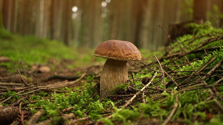 Qui dit météo humide dit temps propice aux champignons ?