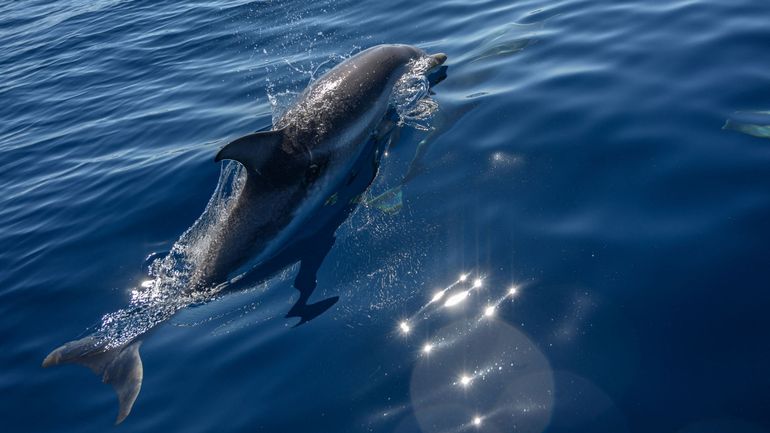 Côte d'Azur : la justice sanctionne trois entreprises qui pratiquaient la nage en mer avec les dauphins illégalement