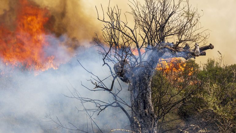 Incendies en Grèce : les flammes embrasent les montagnes de la périphérie d'Athènes, la colère monte parmi les habitants