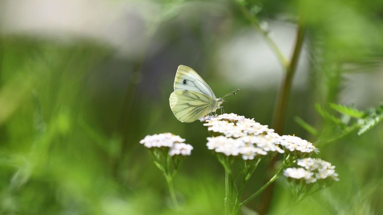 Préservation de la biodiversité : la Belgique est-elle à la traîne ?