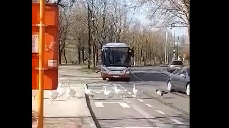 Anderlecht : quand un conducteur de bus de la STIB se montre patient avec des canards qui traversent la chaussée