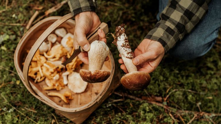 Champignons des bois : 4 recettes gourmandes à réaliser cet automne