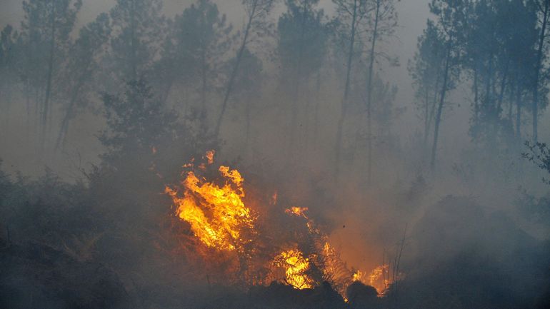 Algérie : le bilan des incendies dans plusieurs villes monte à 26 morts