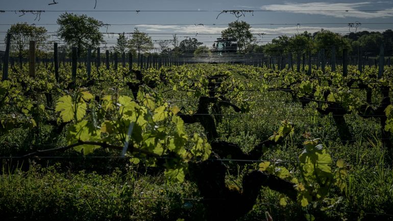 Les vins européens présentent des concentrations élevées de TFA, polluant éternel lié aux PFAS