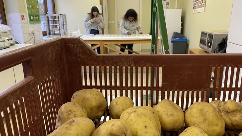 À quoi ressemblera la patate du futur ?