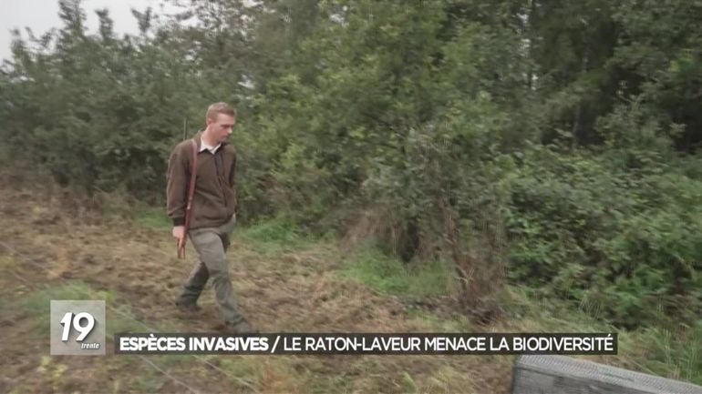 Les Gestes Barri Res Adopter Face L Esp Ce Invasive Du Raton Laveur En Wallonie Rtbf Actus