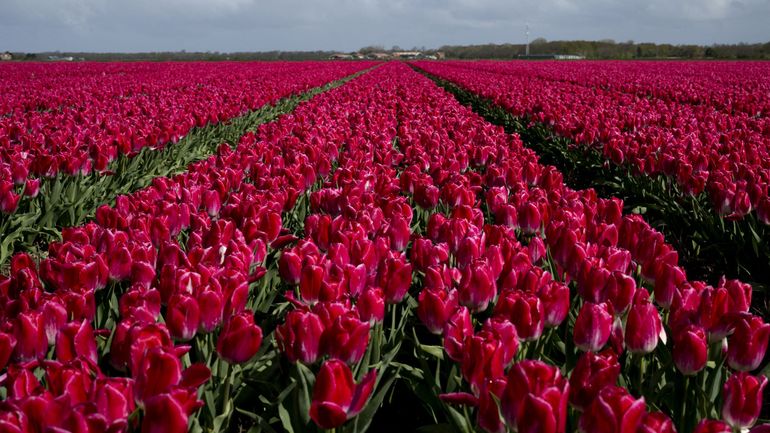 Pays-Bas : les célèbres tulipes victimes du dérèglement climatique