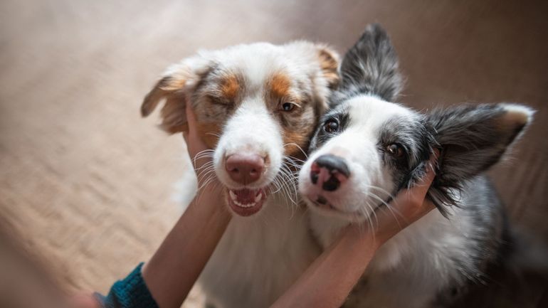 Les cas d'intoxication aux engrais se multiplient chez les chiens