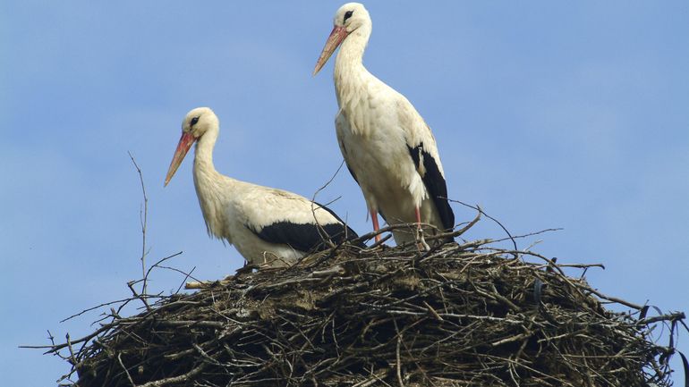De plus en plus de cigognes dans notre pays, des oiseaux qui aiment les déchets