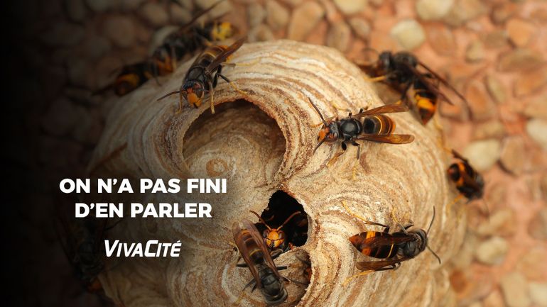 Frelon asiatique : pourquoi faut-il s'en inquiéter en automne ?