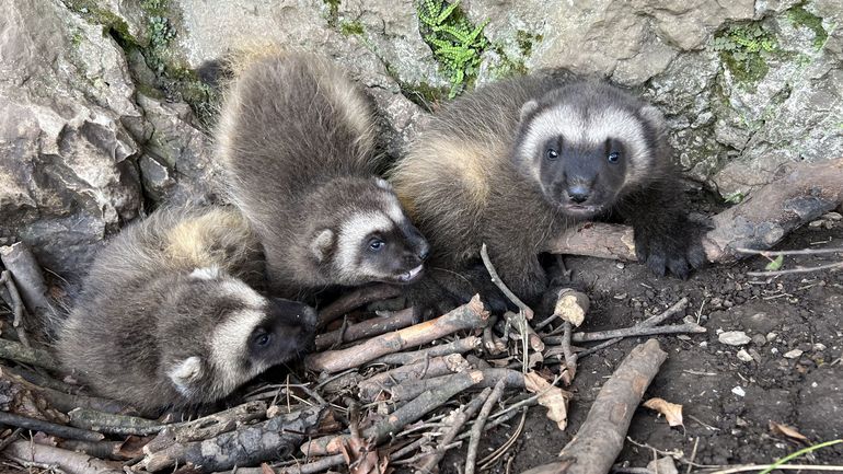 Han-sur-Lesse: naissance exceptionnelle de triplés chez un couple de gloutons