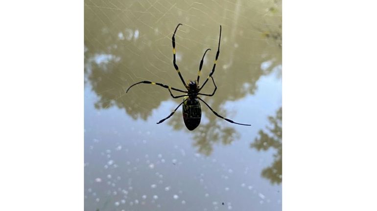 De grosses araignées d'Asie colonisent la côte est américaine, mais pas de panique