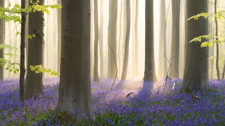 Bois de Halle : les célèbres jacinthes en fleurs sublimées par un photographe de paysage professionnel