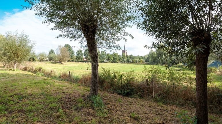 Avec le saule têtard, la magie du vivant s’invite dans les jardins