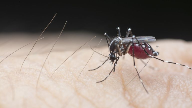 La Chine déclarée libérée de la malaria par l'OMS