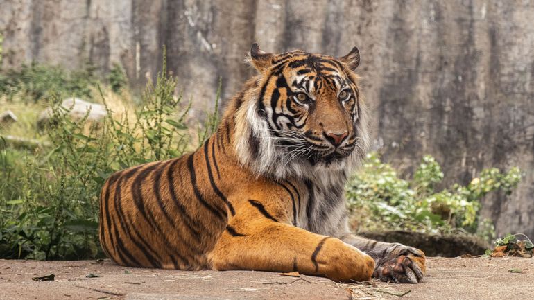 Aux Etats-Unis, un tigre en captivité tué après avoir attaqué un homme qui tentait de le caresser