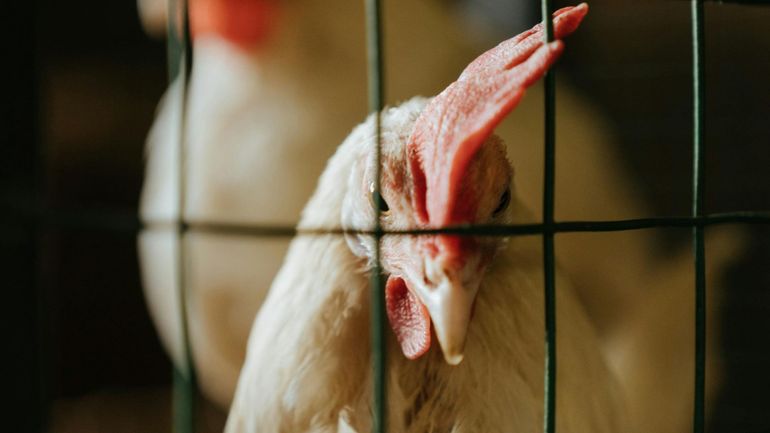 Tournai devance la législation wallonne et interdit la vente d’animaux vivants sur les marchés communaux