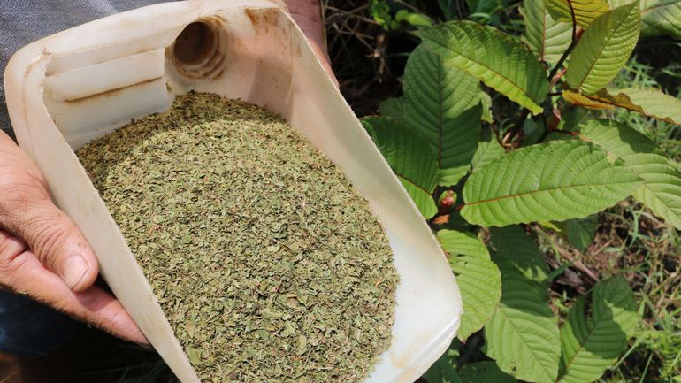 La Thaïlande retire le kratom de sa liste des drogues illicites