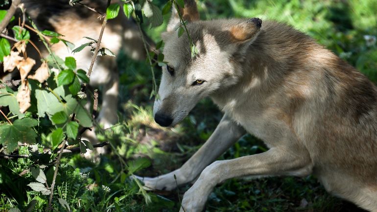 Retour du loup en Belgique : un nouvel individu a été signalé dans le Limbourg
