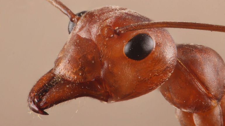 Le cauchemar invasif : la fourmi de feu débarque en Europe, c'est l'une des 100 espèces les plus redoutables au monde