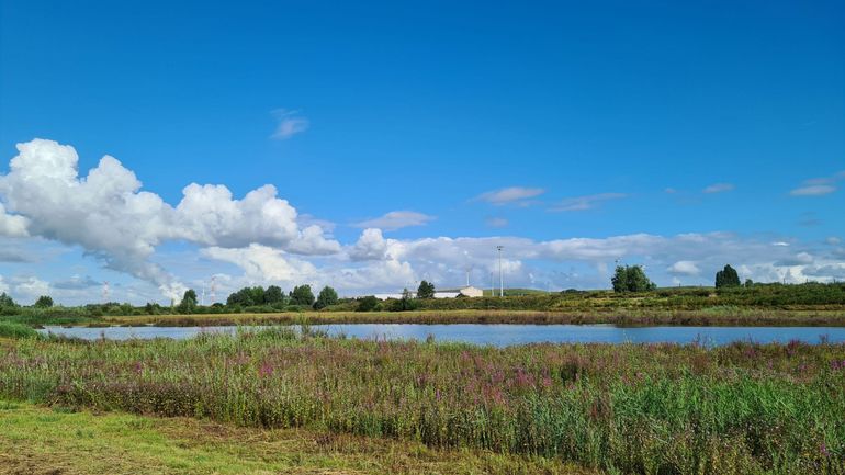 Des réserves naturelles dans le port d'Anvers pour attirer les oiseaux migrateurs