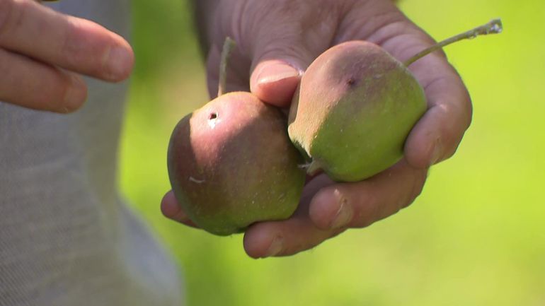 Beaucoup d'insectes dans les vergers : le centre fruitier wallon conseille le secteur
