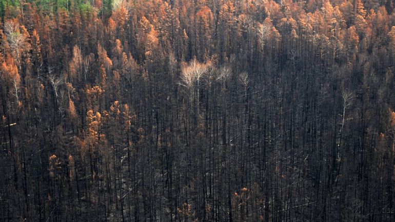 D'importants incendies de forêt frappent la Russie