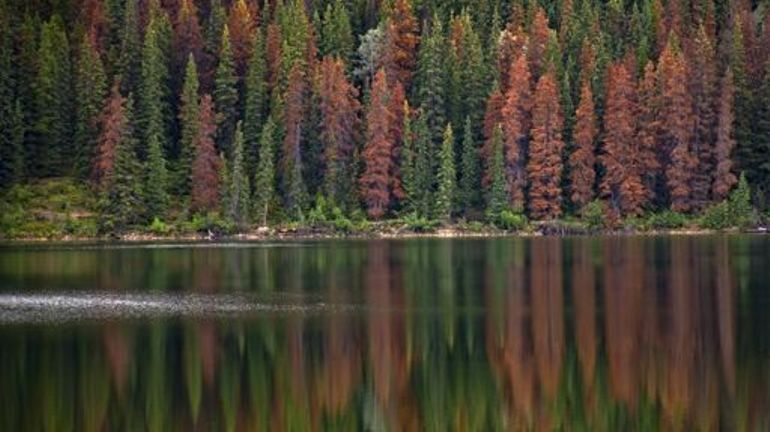 Au Canada, le populaire parc national de Jasper évacué en raison d'un feu de forêt