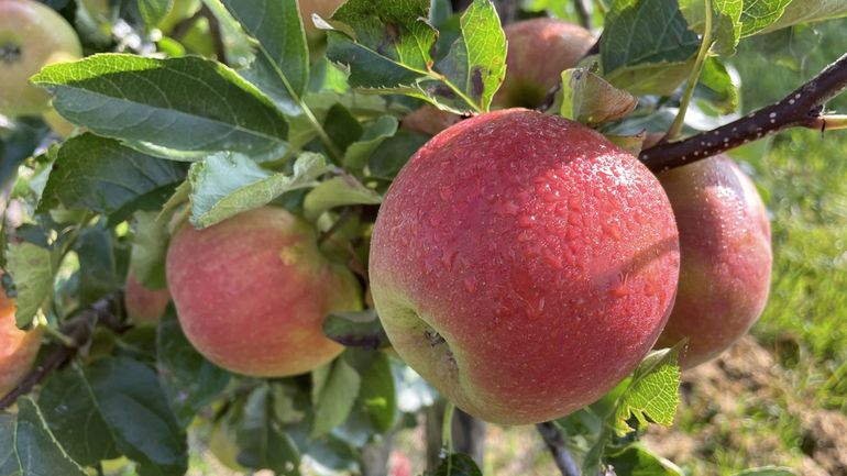 Des récoltes de fruits en demi-teinte : très bonnes pour les pommes, mauvaises pour les poires