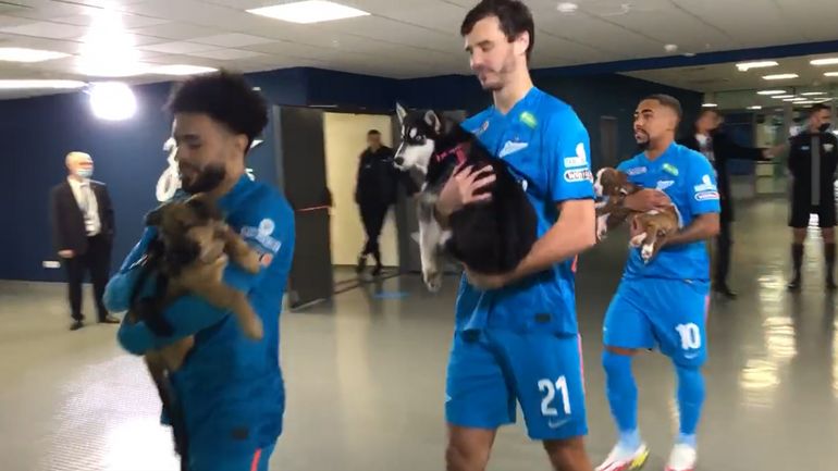 Insolite : les joueurs du Zénith Saint-Pétersbourg rentrent sur la pelouse avec des chiens à adopter