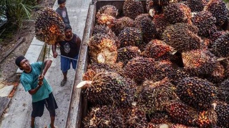 Conso : le prix des huiles végétales pourrait grimper après l'arrêt des exportations indonésiennes