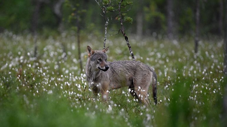 Un loup parcourt la plus longue migration connue à ce jour, 1.190 km