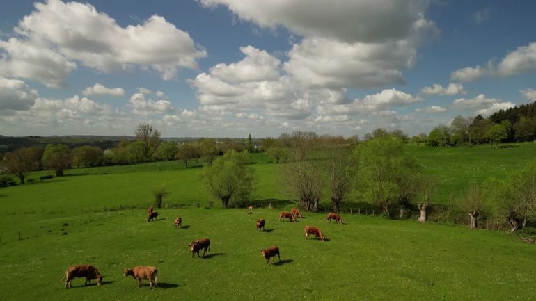 Des mouchettes s'attaquent au bétail sur le plateau de Herve : les agriculteurs inquiets