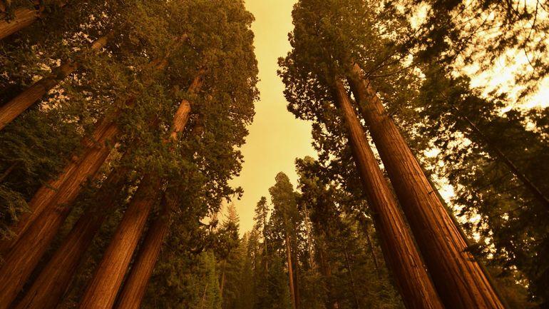Les séquoias géants, ces colosses taillés pour résister au feu, menacés par un incendie intense en Californie