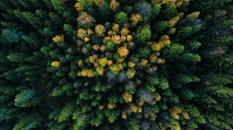 Déforestation, réchauffement climatique, incendies& Certaines forêts émettent plus de carbones qu'elles en absorbent