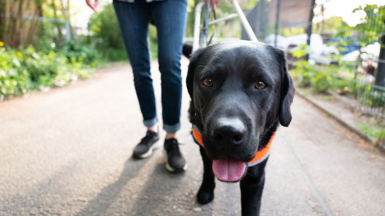 Jusqu'à cinq ans d'attente pour bénéficier d'un chien-guide : les associations cherchent de nouvelles familles d'accueil pour former les chiens