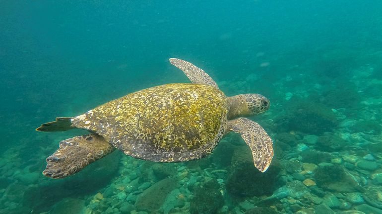 Japon : des dizaines de tortues protégées poignardées à mort par un pêcheur