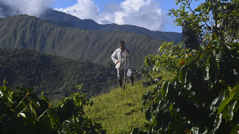 Colombie : payer l'arrachage des plants de coca, le pari des autorités pour lutter contre le narcotrafic