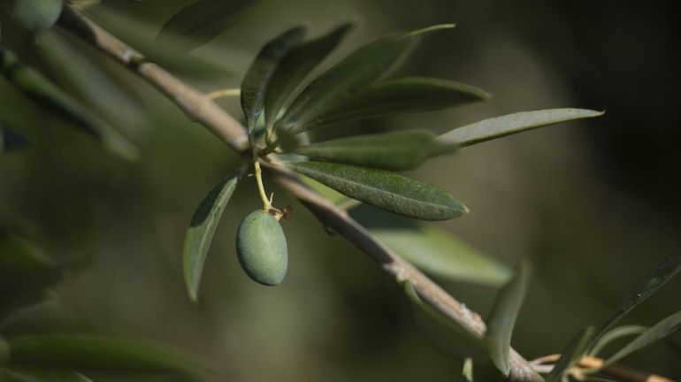 En Espagne, l'huile d'olive menacée par un soleil de plomb
