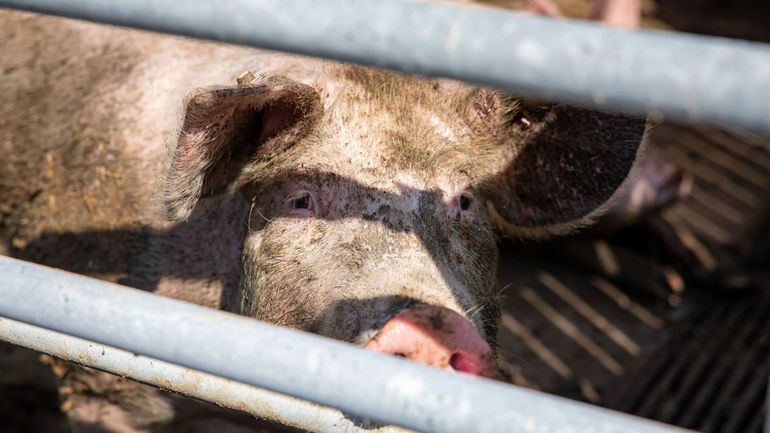 Environ 300 cochons meurent dans l'incendie d'une étable dans le Limbourg