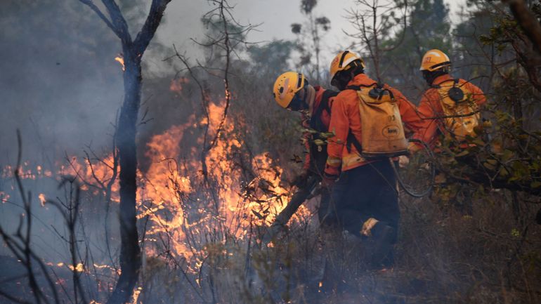Brésil : début de mois noir pour les incendies en Amazonie